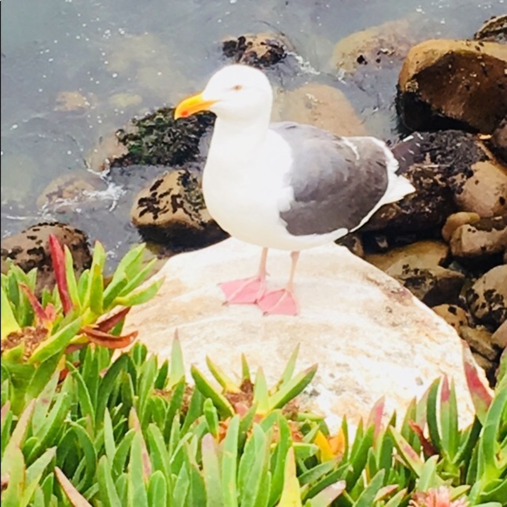 Meet your Posher, Bhebz